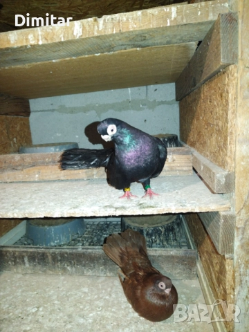 Работеща двойка, снимка 5 - Гълъби - 52793754