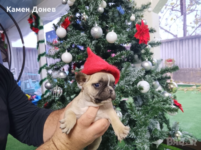 Френски булдог 