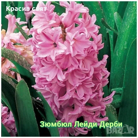 Луковици на 8 сорта зюмбюли, снимка 3 - Сортови семена и луковици - 56483214