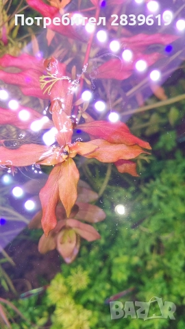 червени растения за аквариум , снимка 4 - Аквариуми - 52712023