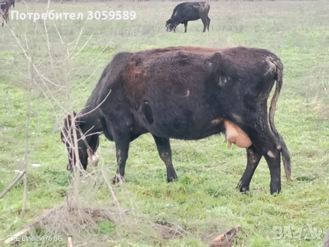 Юници крави телета бикове, снимка 3 - Крави - 54162880