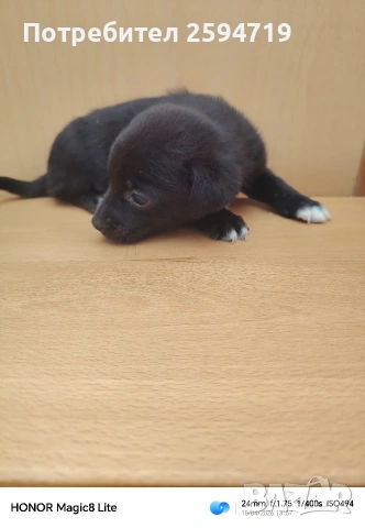 Продавам кученца пинчер, снимка 6 - Пинчер - 54286814