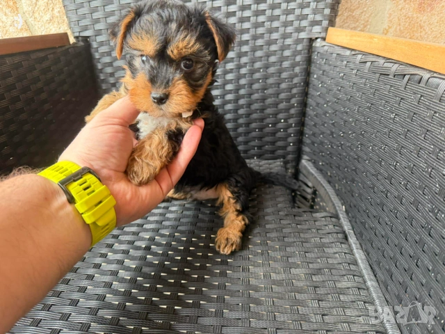 Йоркширски териер актуално от 27.01.2026, снимка 9 - Йоркширски териер - 53163636