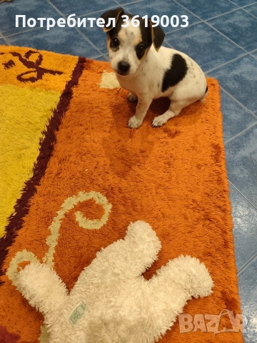 Пинчер , снимка 2 - Пинчер - 52787653