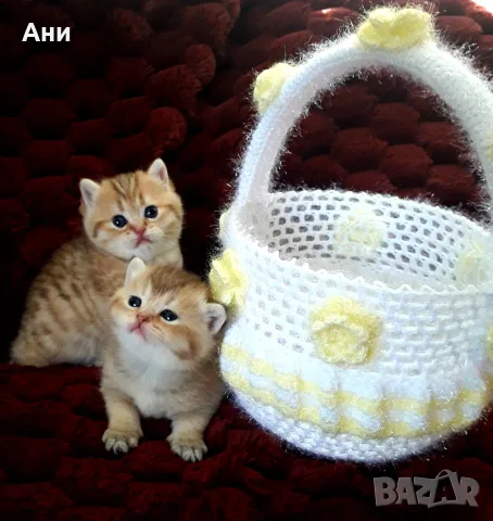 Топ Цена.Уникални Котенца  