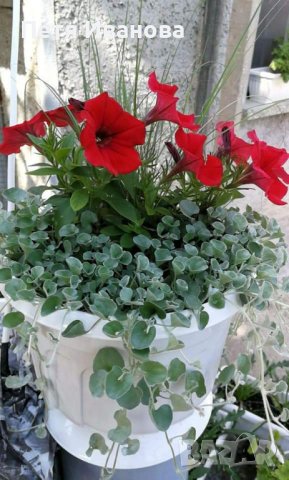 Синя трева, снимка 3 - Градински цветя и растения - 36583957