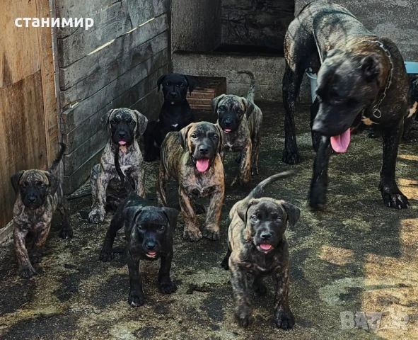  Дого Канарио/Преса Канарио , снимка 3 - Други - 39147445