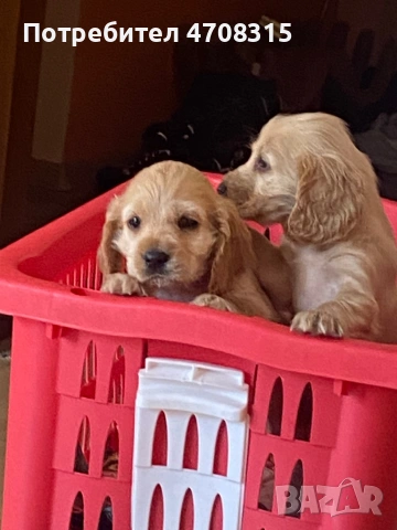 Кокер шпаньол карамел момче ваксина, снимка 4 - Кокер шпаньол - 54250228