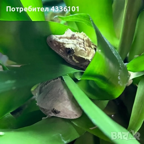 Продавам Correlophus ciliatus – ресничест гекон 🦎✨, снимка 1