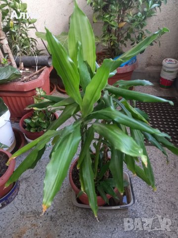 Драцена, снимка 3 - Градински цветя и растения - 35502259
