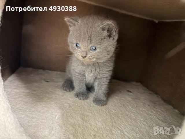 Британски късокосмести котета , снимка 7 - Британска късокосместа - 55969992