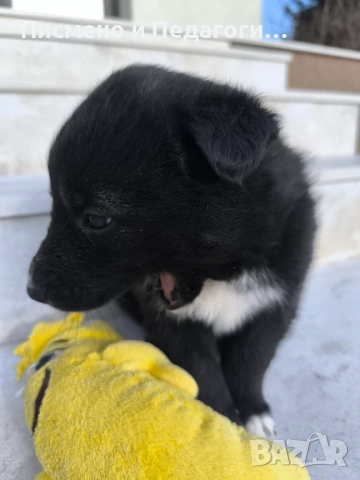 Малка госпожица търси дом, снимка 7 - Други - 53905249