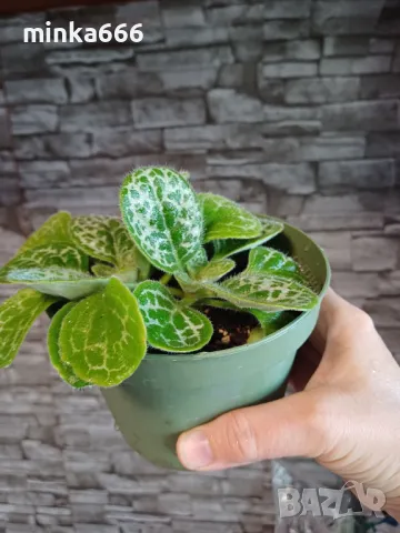 Сгрептокарпус., снимка 1