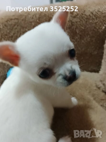 ПРОДАВАМ  ЧИХУАХУА-МИНИ , БЯЛО МОМЧЕНЦЕ НА 2 М. СЪС  ЗДРАВЕН ПАСПОРТ ! , снимка 2 - Чихуахуа - 52811877
