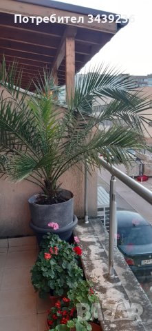 Финикова палма, снимка 2 - Градински цветя и растения - 42156960