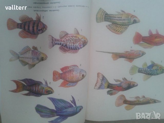 аквариуми и всички за тях рибки и растения, снимка 3 - Аквариуми - 44182696