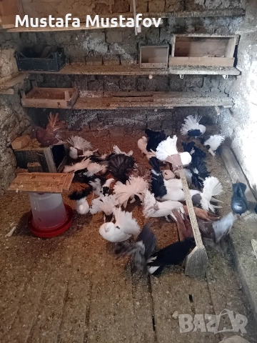 ПРОДАВАМ ФЕНЕРЛИИ , снимка 3 - Гълъби - 52806875