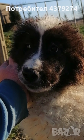 чистопородни овчарски кученца , снимка 2 - Други - 53948087