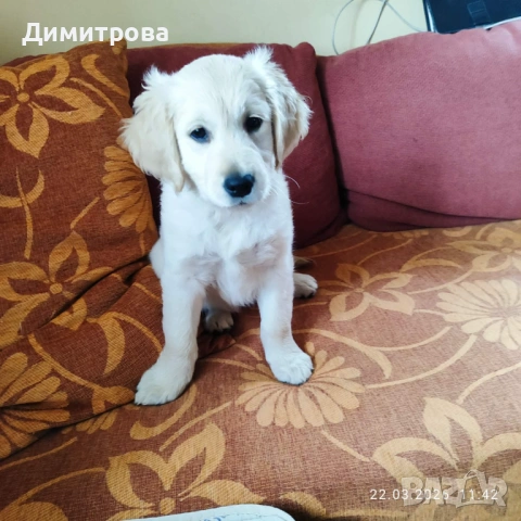Голедн ретривър женско кученце, снимка 2 - Голдън ретривър - 53933301