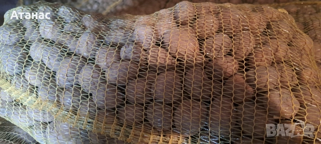 Семе картофи сортове Сорая, Агрия, Карелия