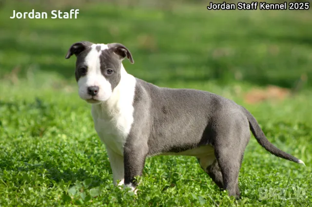 *Американски Стафордшир Териер бебета с FCI родословие- Jordan Staff Kennel*, снимка 2 - Американски стафордширски териер - 28596325