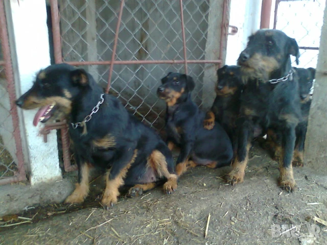 Ягдтериери на 6 месеца , снимка 5 - Ягдтериер - 51120051