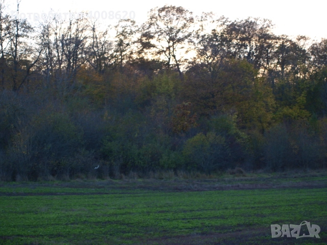 Продавам от 12 дка в с. Приселци, общ. Аврен, обл. Варна – местност „ЯВЛ“(На около 2км от селото), снимка 3 - Парцели - 52355518