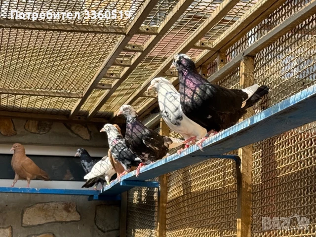 Гълаби неврени и лимонки, снимка 14 - Гълъби - 50813378