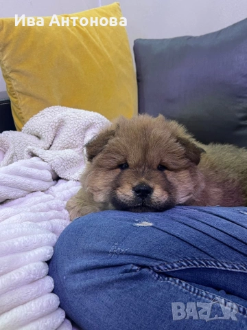 Продавам куче бебе Чау Чау на 48 дни , снимка 6 - Чау Чау - 53899342