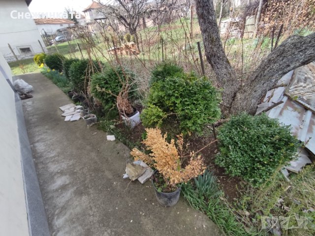 Вечнозелени топчести и дървовидни чемшири, снимка 3 - Градински цветя и растения - 40466313