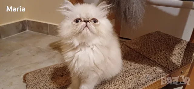 персийски котета