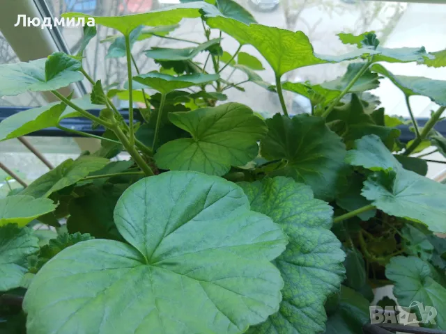 Мушкато,дърво на живота,Шефлера  и др.растения готови за декорация и подарък, снимка 7 - Декорация за дома - 48567968