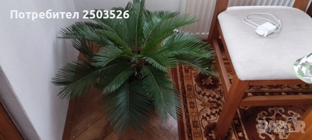 Палма Цикас, снимка 3 - Стайни растения - 47686921