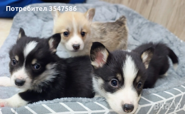 Трицветни кученца Уелско корги пембрук
