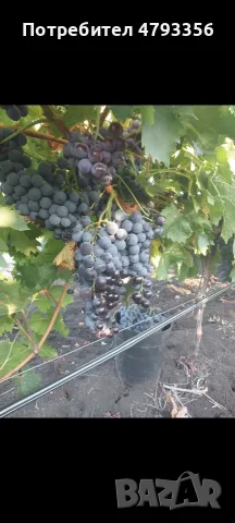 Продавам грозде Каберне фран, снимка 3 - Домашни продукти - 55955365