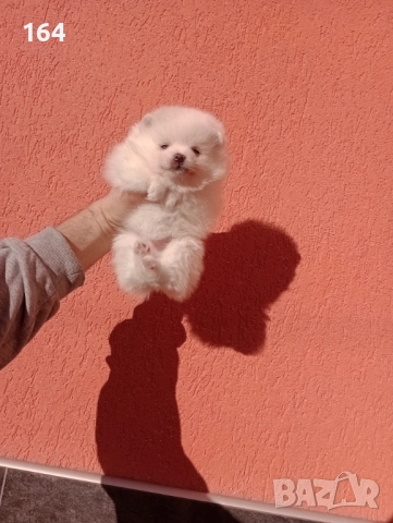 Бели Померани. Реални снимки от 29.12.25 г. , снимка 6 - Померан - 52908974