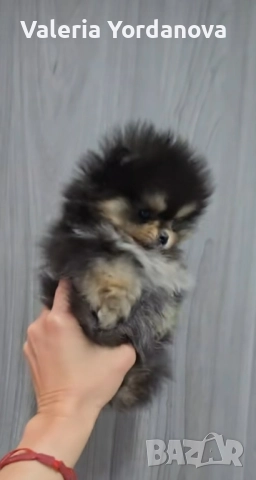 Мини Померан , снимка 1
