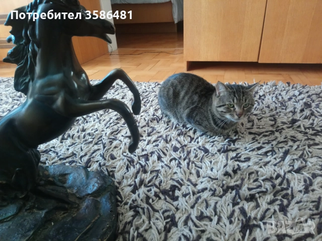 Продавам килим-чиста вълна