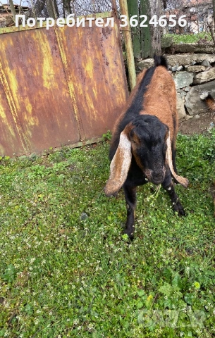 англо нубиийски пръч, снимка 2 - Кози - 54009483
