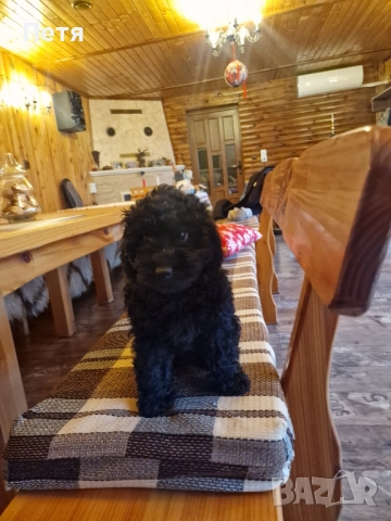 Пудел мини момиче 