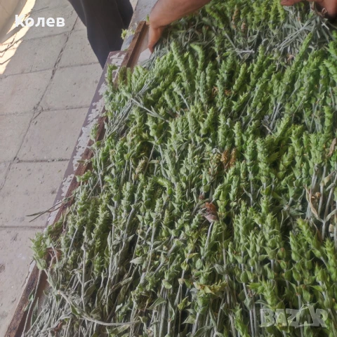  Продава Мурсалски (Пирински) чай- РЕКОЛТА 2025 г. плик  30 грама, снимка 6 - Домашни продукти - 32267899