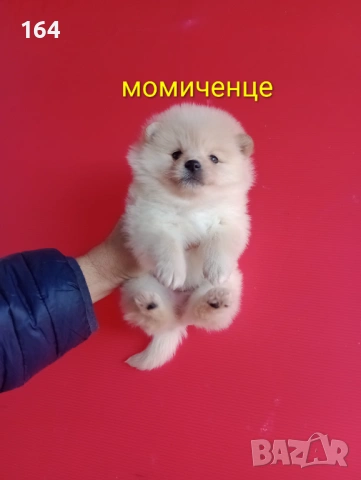 Мъжки и женски Померани. Реални снимки от 12.01.26 г. , снимка 10 - Померан - 53111472