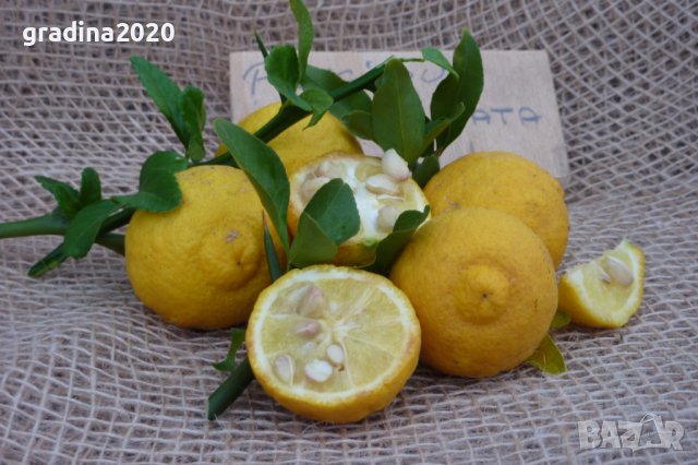 Poncirus trifoliata / Див лимон, снимка 5 - Разсади - 37305233