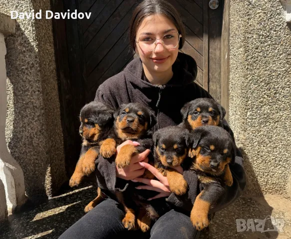 Ротвайлерчета По FCI Стандарт Ротвайлер, снимка 3 - Ротвайлер - 47602083