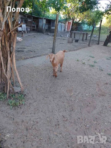 Продавам женско яре