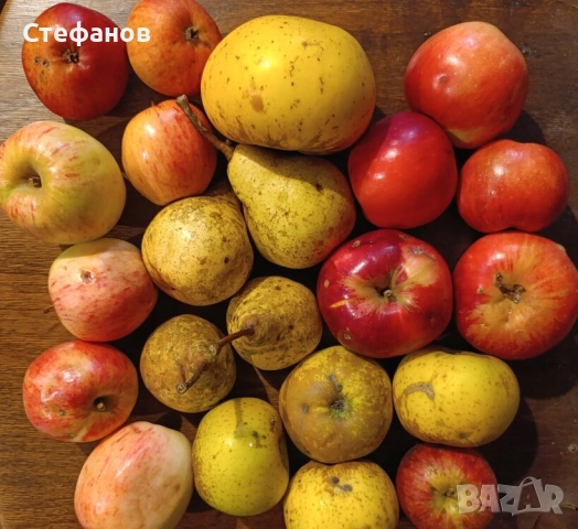 Калеми от разни сортове ябълки и круши, нови и стари , снимка 6 - Разсади - 53744673