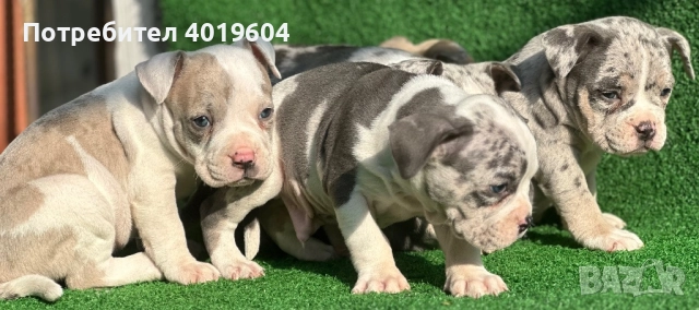 Американско були покет мерле