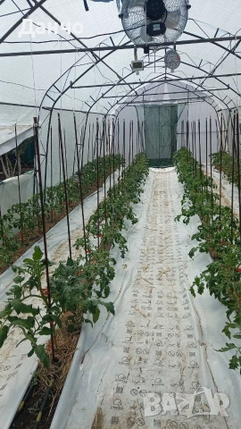 Приемам поръчки за разсад 2026г , снимка 5 - Разсади - 53216709