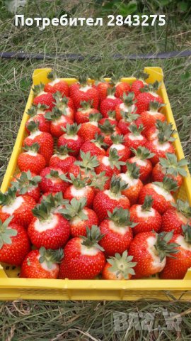 продавам разсад ягоди , снимка 9 - Сортови семена и луковици - 32068824