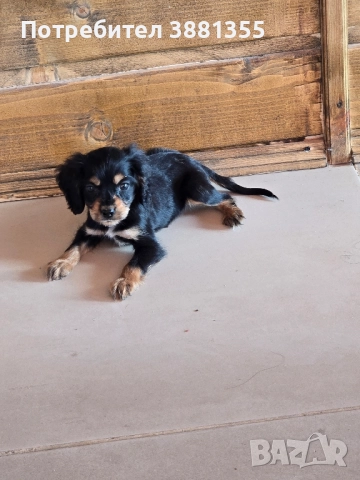 Кокер Шпаньол бебета, снимка 6 - Кокер шпаньол - 52635265